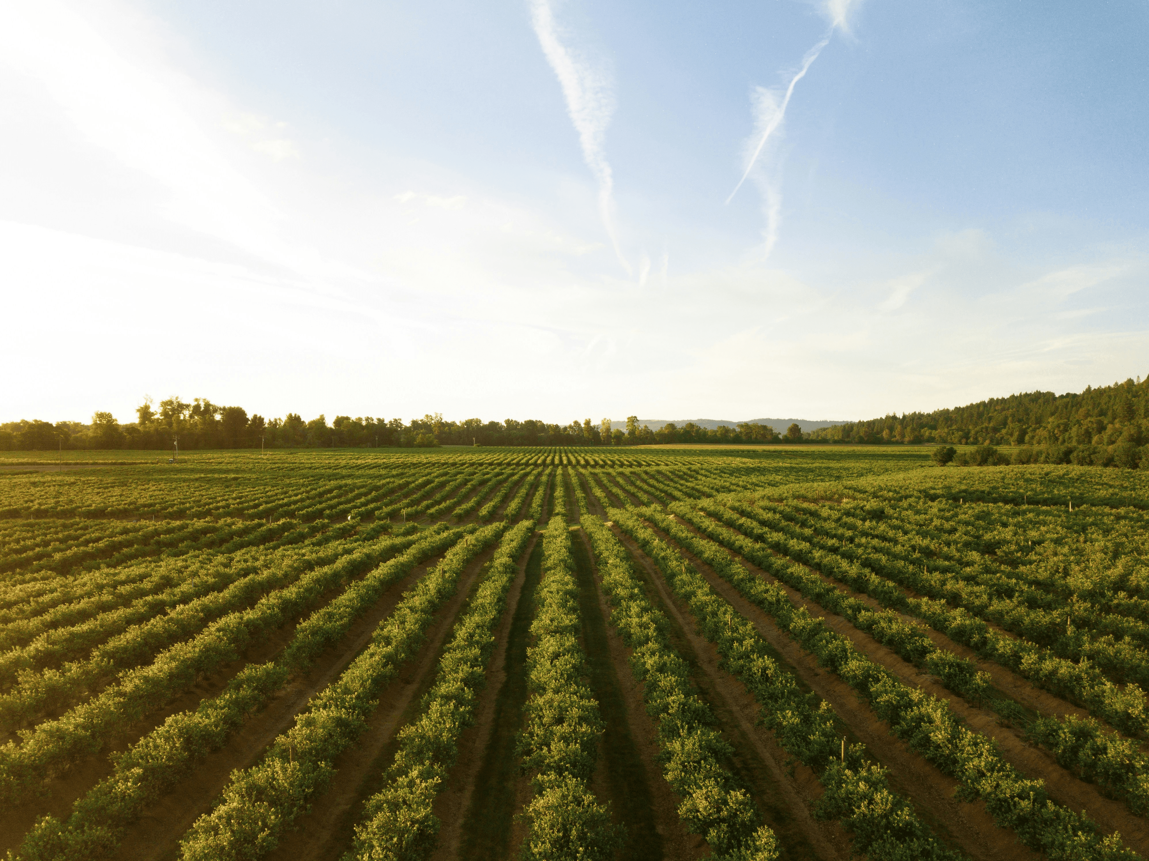 Farm landscape